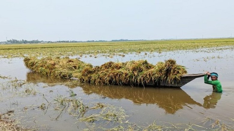 Flash Floods and Heavy Rain Devastate Haor Region, Farmers F