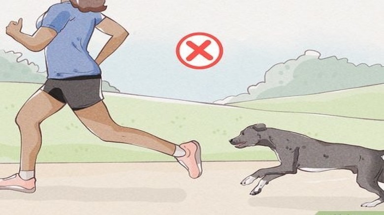 Stray Dogs Pose Public Safety Threat