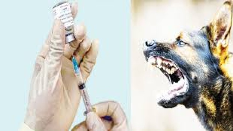 Rabies Deaths Rising Amid Vaccine Shortage, Five Die in Eigh