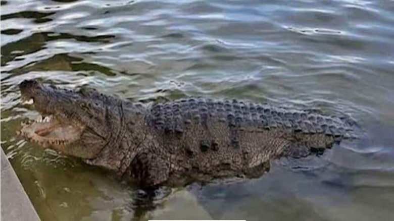 Body of Missing Girl Recovered After Crocodile Attack at Khan Jahan Ali Shrine Pond