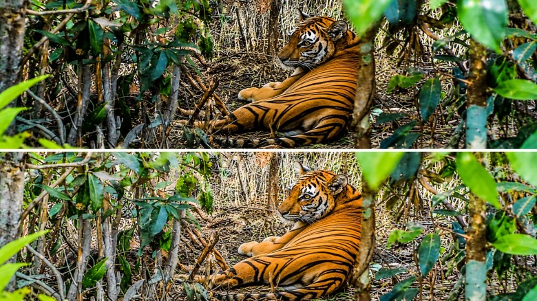 Recovered Tigress to Return to the Sundarbans After Six Months of Treatment