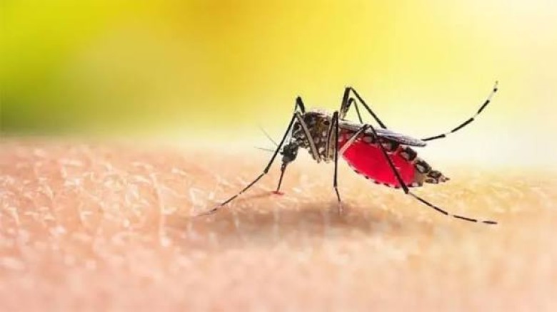 One More Dies of Dengue; 329 Hospitalized in 24 Hours