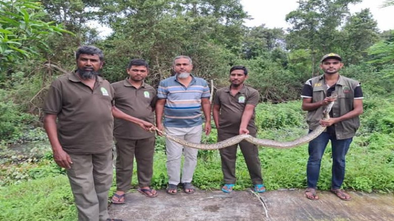 Python Rescued from Residential Area, Released Back into the Sundarbans