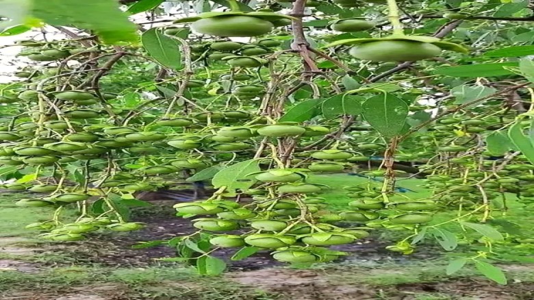 Keora Fruit of the Sundarbans Opens New Economic Opportuniti