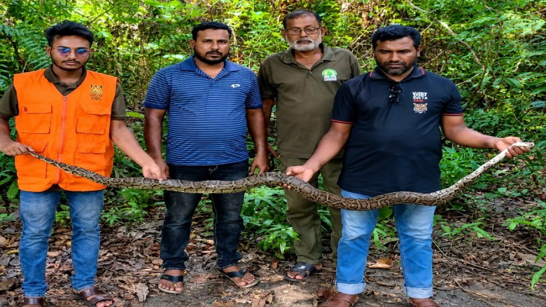 9-Foot Python Rescued from Paddy Field in Sharanakhola, Rele